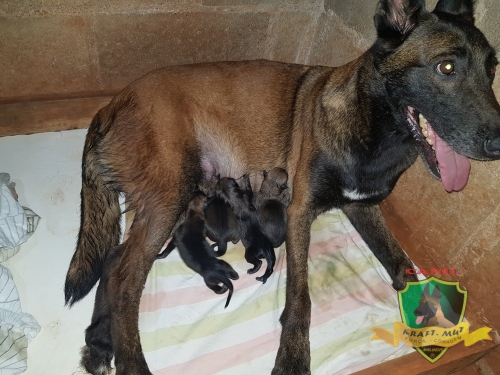 Foto durante o parto